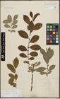 Foto von Salix appendiculata Vill. x Salix caprea L.